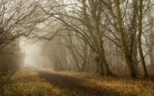 Autumn, trees, road, fog wallpaper thumb