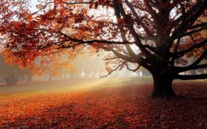 Autumn, park, lonely tree, red leaves, sun wallpaper thumb
