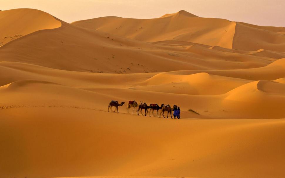 Camel Caravan In The Desert wallpaper,desert HD wallpaper,caravan HD wallpaper,camel HD wallpaper,animals HD wallpaper,1920x1200 wallpaper