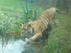 Tiger Entering Water wallpaper thumb