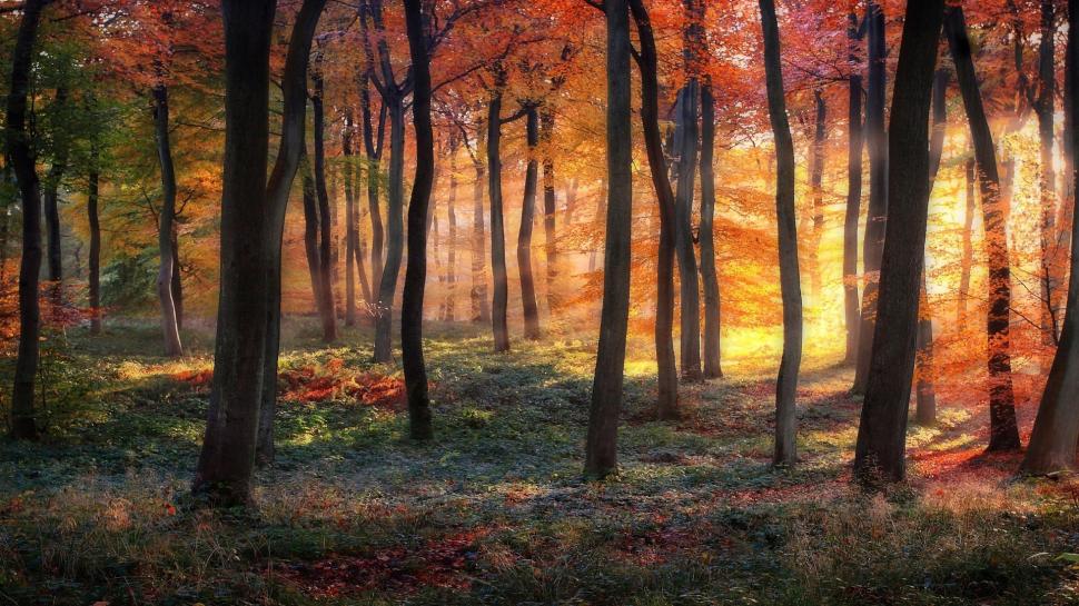 Forest, trees, autumn colors, sun rays wallpaper,Forest HD wallpaper,Trees HD wallpaper,Autumn HD wallpaper,Colors HD wallpaper,Sun HD wallpaper,Rays HD wallpaper,1920x1080 wallpaper