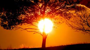 Sunset Sun Trees Silhouettes Pictures Free wallpaper thumb