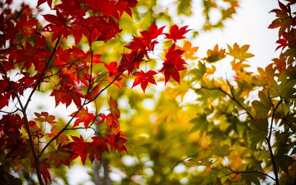 Autumn maple leaves, yellow, red, branches, blur wallpaper,Autumn HD wallpaper,Maple HD wallpaper,Leaves HD wallpaper,Yellow HD wallpaper,Red HD wallpaper,Branches HD wallpaper,Blur HD wallpaper,1920x1200 wallpaper