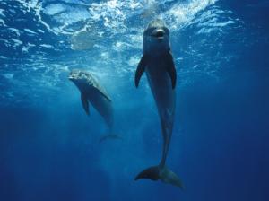 Animal, Dolphin, Fish, Sea, Seawater, Blue, Photography wallpaper thumb