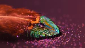 Water Droplet on a Colorful Feather wallpaper thumb