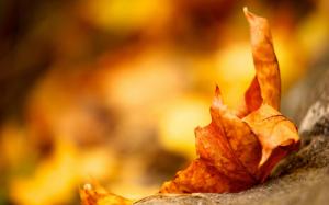 Autumn Maple Leave wallpaper thumb