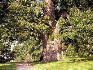 Mighty Old Oak Tree wallpaper thumb