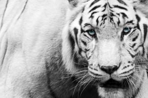 Black-White Tiger wallpaper thumb