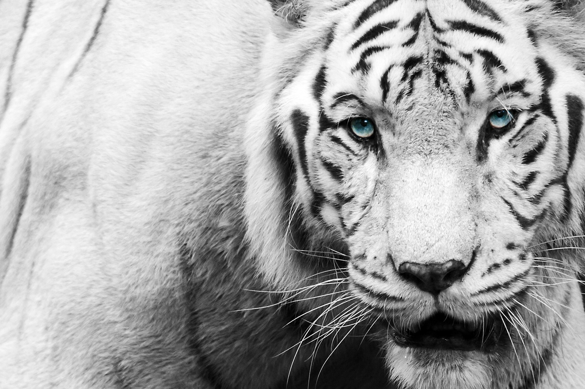 Black-White Tiger wallpaper | animals | Wallpaper Better