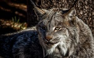 A predator, lynx, cat wallpaper thumb