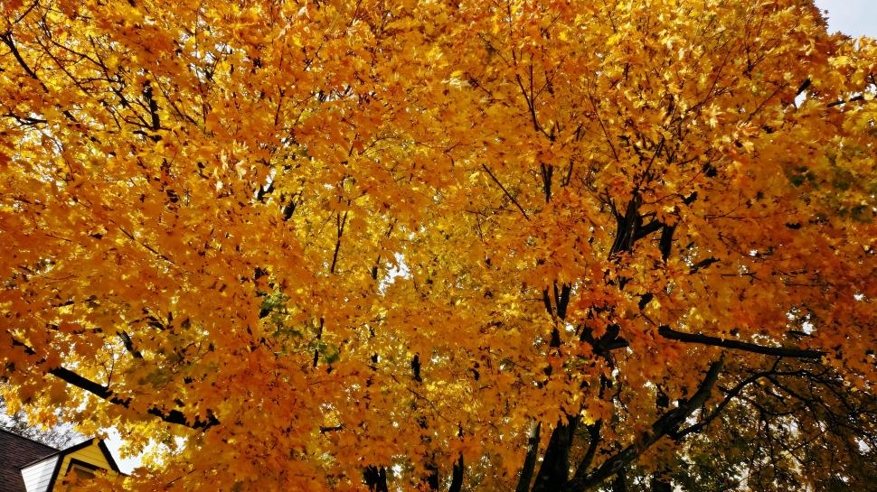 Autumn Golden Sunshine wallpaper,scenic-autumn HD wallpaper,golden-autumn HD wallpaper,autumn-golden-sunshine HD wallpaper,golden-sunshine HD wallpaper,scenic-fall HD wallpaper,4912x2760 wallpaper