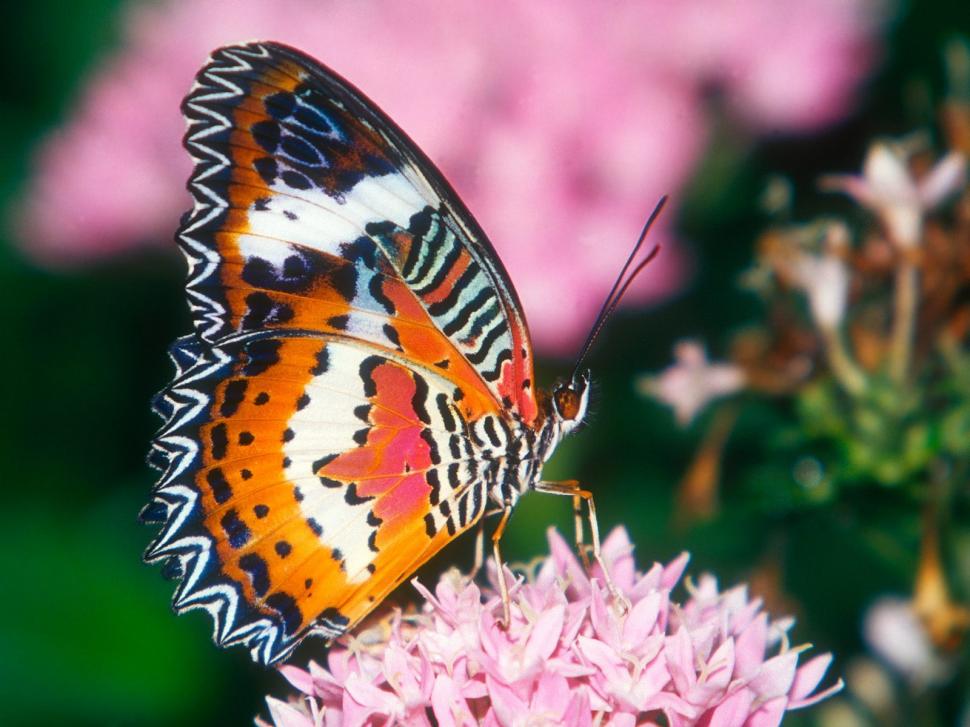 Red lacewing butterfly bug insect leaf HD wallpaper,animals wallpaper,butterfly wallpaper,leaf wallpaper,bug wallpaper,insect wallpaper,1600x1200 wallpaper