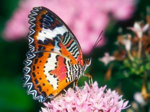 red lacewing butterfly bug insect leaf HD wallpaper thumb