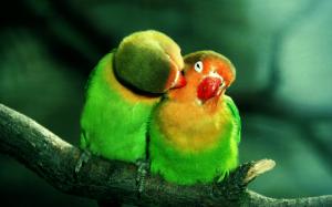 Parrots in Love wallpaper thumb