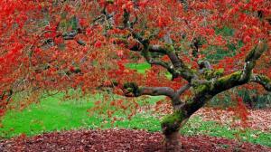 Red Leaves In Autumn wallpaper thumb