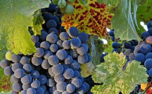 Grapes Picture Gallery wallpaper thumb
