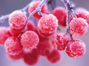 Small red berries frost twig wallpaper thumb