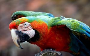 Colorful parrot close-up wallpaper thumb