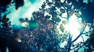 Sunlight, Sun Rays, Bokeh, Trees, Branch, Nature wallpaper thumb