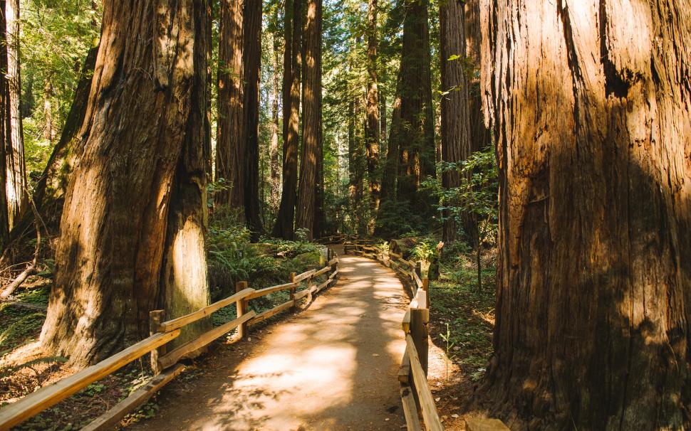 Redwood Trees Forest Muir Woods Path Trail HD wallpaper,nature HD wallpaper,trees HD wallpaper,forest HD wallpaper,path HD wallpaper,trail HD wallpaper,woods HD wallpaper,redwood HD wallpaper,muir HD wallpaper,2560x1600 wallpaper