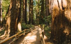 Redwood Trees Forest Muir Woods Path Trail HD wallpaper thumb