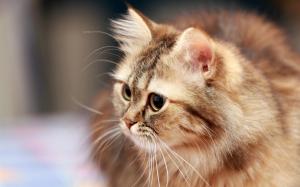Fluffy cat, mustache, eyes wallpaper thumb