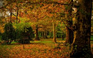 Spain, Madrid, Campo, autumn, park, leaves, trees, nature wallpaper thumb
