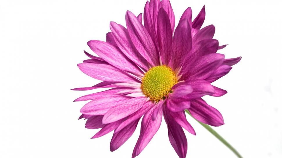 Pink Daisy 1080p HD wallpaper,flowers HD wallpaper,pink HD wallpaper,1080p HD wallpaper,daisy HD wallpaper,1920x1080 wallpaper