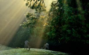 Forest, trees, meadow, deer, sun rays wallpaper thumb