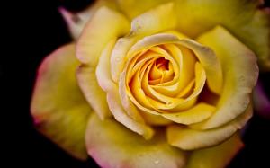 Yellow rose in full bloom close-up wallpaper thumb