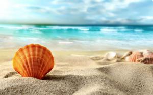 Shell, beach, sea wallpaper thumb