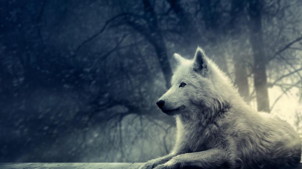 White Wolf wallpaper,white HD wallpaper,wolf HD wallpaper,animals HD wallpaper,1920x1080 wallpaper