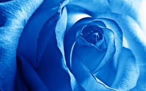 Blue Rose wallpaper thumb