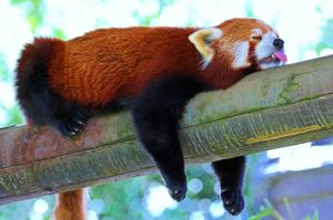 panda, lesser panda, red panda, branch, rest, sleep wallpaper thumb