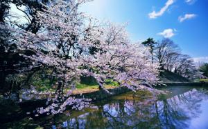 Japanese cherry blossoms wallpaper thumb