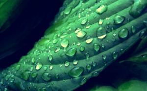 Green leaf, dew, water drops wallpaper thumb