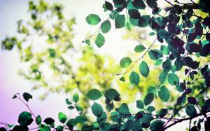 Green leaves, sunlight, bokeh wallpaper thumb