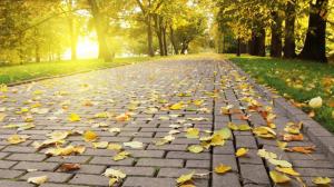 Autumn Leaves On The Pavement wallpaper thumb