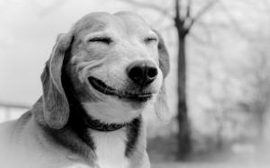 Smiling Dog wallpaper thumb