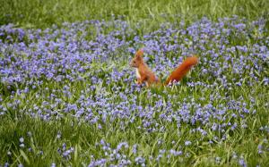 Red Squirrel In A Blue Daze wallpaper thumb