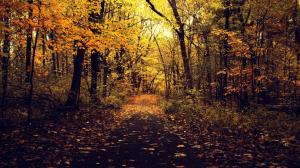 Autumn, park, road, trees, leaves, yellow wallpaper thumb