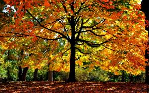 Autumn forest trees, yellow leaves, branches, sunlight wallpaper thumb
