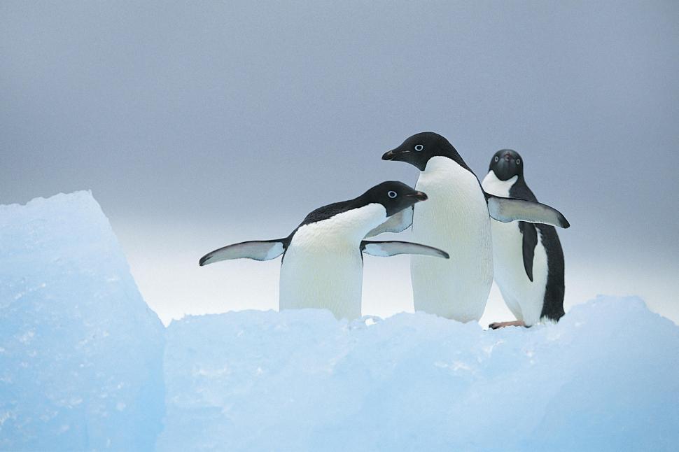 Three penguins wallpaper,three HD wallpaper,penguins HD wallpaper,animals HD wallpaper,2000x1333 wallpaper