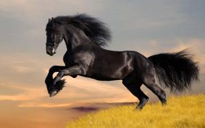 Horse, Animals, Black Horse, Grass, Running, Photography wallpaper thumb