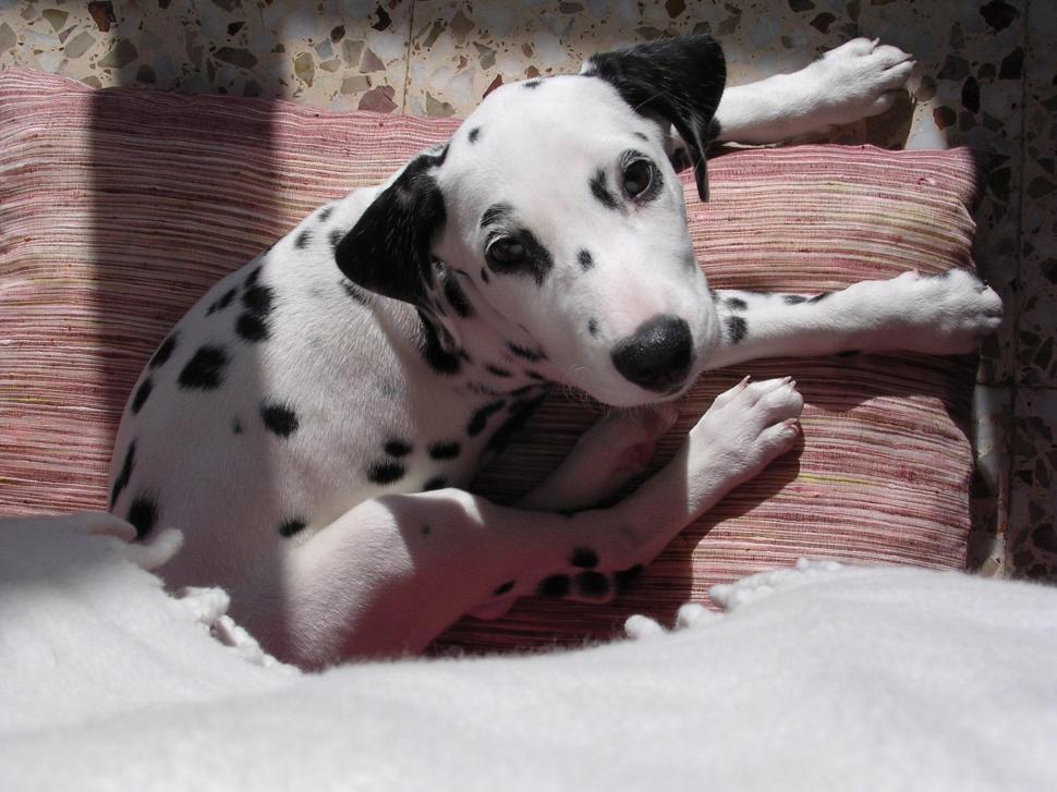 Dalmatian Puppi wallpaper,dalmatian HD wallpaper,puppi HD wallpaper,animals HD wallpaper,2048x1536 wallpaper