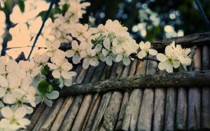 Flowers Cherry Blossom HD wallpaper thumb
