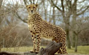Animal photography, cheetah, predator wallpaper thumb