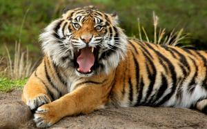 Sumatran Dangerous Tiger wallpaper thumb