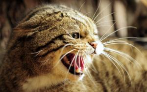 European wild cat, face, teeth, anger wallpaper thumb
