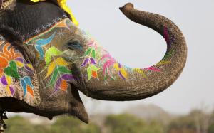 Colored Elephant wallpaper thumb